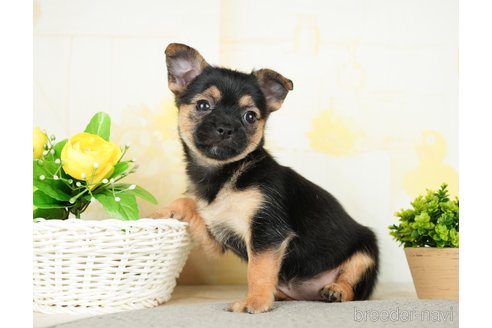 成約済の茨城県のミックス犬-283248の5枚目